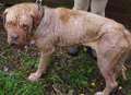 Ill-treated dog found abandoned in Kings Hill, West Malling