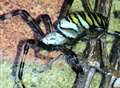 Mystery spider found in garden identified