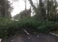 Deal to Dover road partially closed due to fallen tree