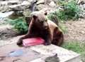 VIDEO: Bears tuck into ice lollies as temperatures soar