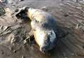 Baby seal rescued by volunteers