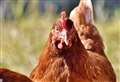 Chicken thefts soar amid coronavirus egg shortage