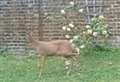 Deer captured on doorbell camera in town