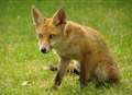Man arrested after saboteur 'stabbed' at fox hunt