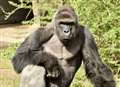 School's name changed online 'in honour' of dead gorilla