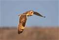 Owls as rare as golden eagles spotted on coast