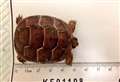 Smuggled African tortoises seized