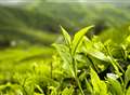 Weak pound waters tea-grower's profits