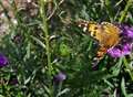 Beautiful butterflies invade W