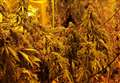 Cannabis factory uncovered in police raid