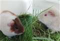Guinea pigs 'too ugly' to love