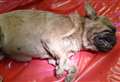 French bulldog's body found in ditch