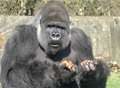 Video: Ambam - the gorilla who thinks he's a human - turns 25