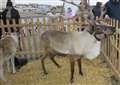 Reindeer event to go ahead despite charity's welfare fears