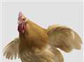 Hundreds of chickens stolen from farm