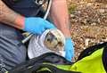 Injured seal pup rescued after washing ashore