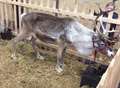 Centre defends 'starved' reindeer