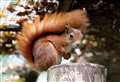 Red squirrel found dead after wildlife park fire