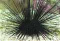 Man died after sea urchin sting