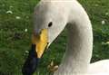 Tributes paid to 'oldest swan'
