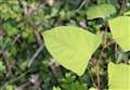 Japanese knotweed threatening thousands of unbuilt homes
