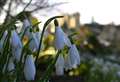 Snowdrops will be dropping in 