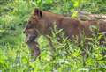 Proud lioness shows off newborn cub 