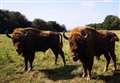 Kent-born Bison to be rehomed in Romania