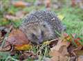In a prickle! Hedgehog stuck in 12ft hole
