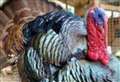 Kent farm encourages people to adopt a turkey this Christmas