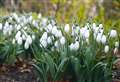 Walk among winter snowdrops at these Kent gardens 