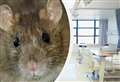 Rats on hospital ward