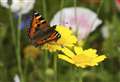 Be a citizen scientist and join the Big Butterfly Count