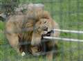 Youngsters take on African lion