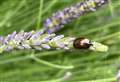 Is this 'rapid feeding' plant pest in your garden?