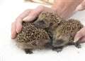 Spike in number of baby hedgehogs