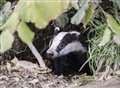Giant badger 'causing hysteria' at school