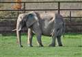 Beloved 'queen mother' elephant dies at zoo