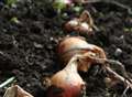Plan ahead for onion and garlic crop
