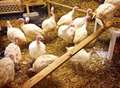 How these turkeys avoided becoming Christmas dinner