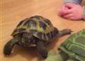 Mum appeals for missing tortoise