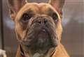 French bulldog ‘found tied to lamppost with toys and medication’