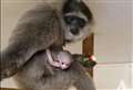 Adorable gibbon born at reserve
