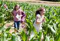 Maize Maze steps up its summer challenge