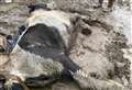 Horse dumped and 'left to die' during storm