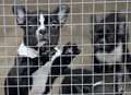 Puppies dying due to 'shocking' trade