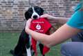 Vets call for pet blood donors