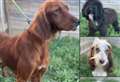 Appeal after dogs found suffering ‘heinous neglect’