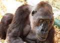 One of world's oldest gorillas bows out at 54