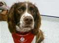 Adorable Kent dog is the country's 9000th pet blood donor
